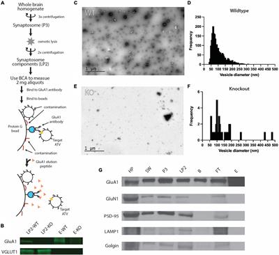 Molecular Characterization of AMPA-Receptor-Containing Vesicles